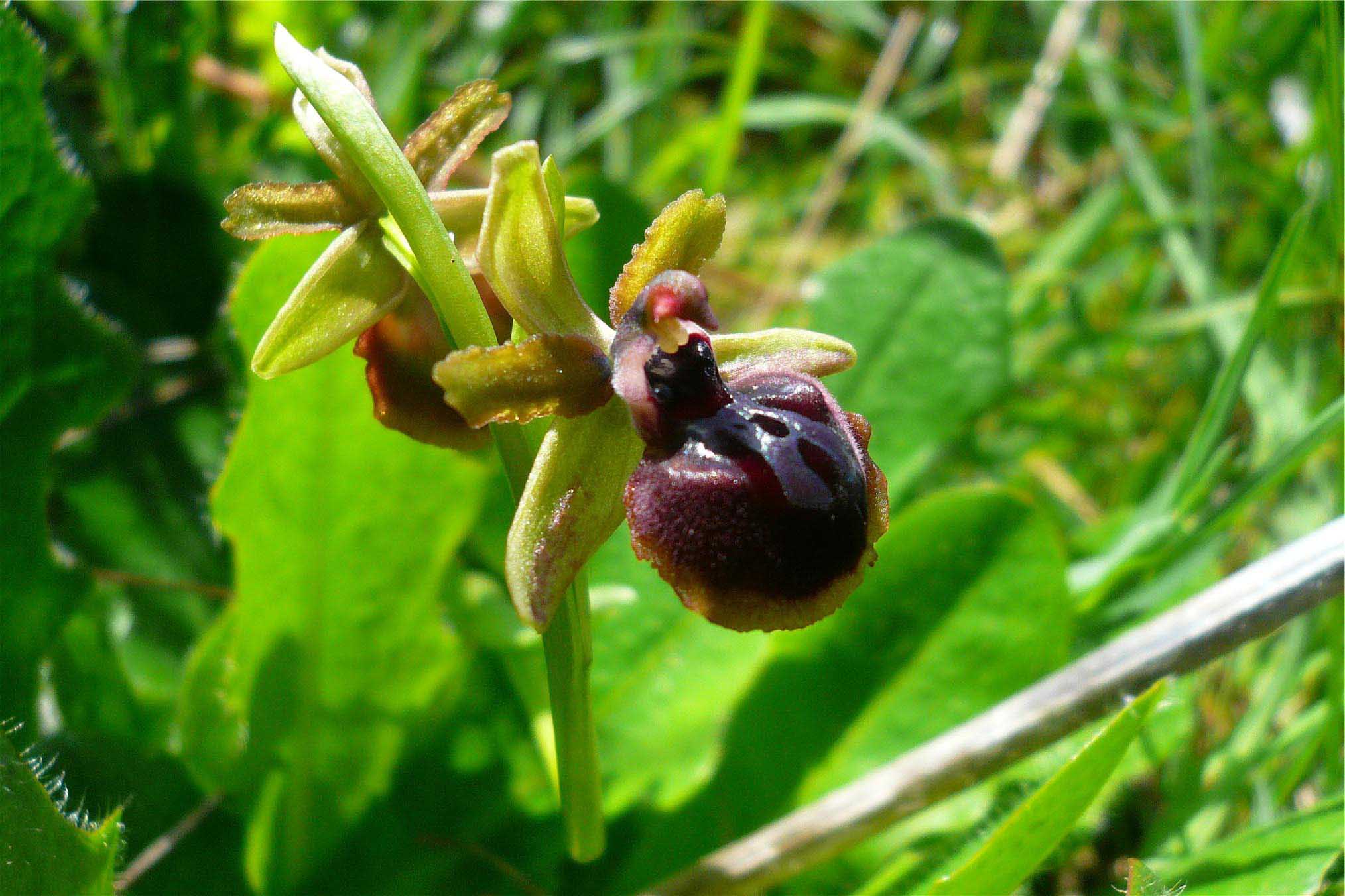 Orchidee nuoresi